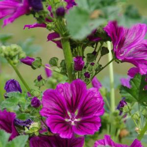 Semence mauve de mauritanie