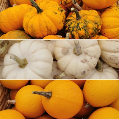 Mini courges