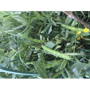 Fèves (graines à semer)