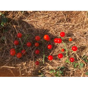 Tomates cerise rouge (graines à semer)