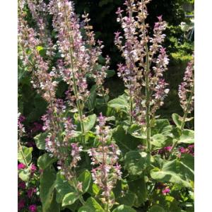 Sauge sclarée (graines à semer)