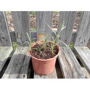 Estragon de russie 1l