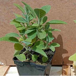 Sauge officinale à grandes feuilles 0.5l