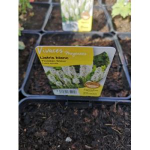 Plume du kansas blanc en pot de 3l