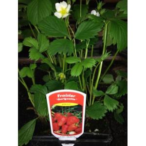 Plant fraisier gariguette - unité