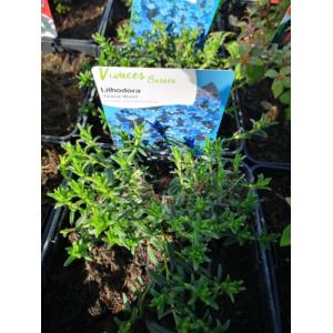Lithodora bleue en pot de 3l