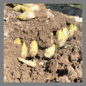 Endives de pleine terre