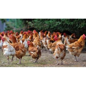 Poulet fermier label