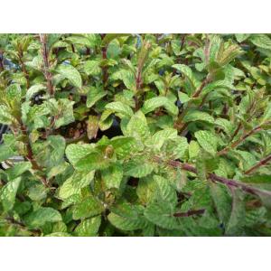 Plant aromatique menthe cassis