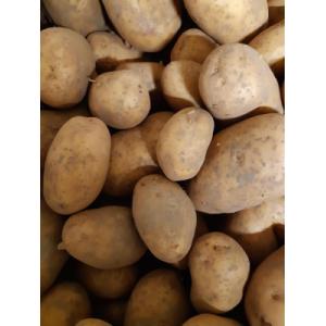 Pomme de terre nazca