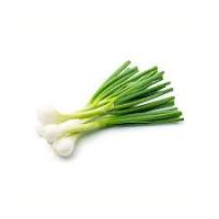 Oignon blanc botte