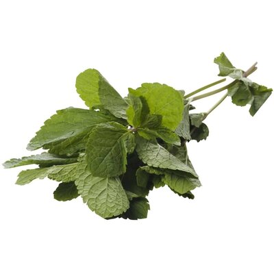 Menthe marocaine