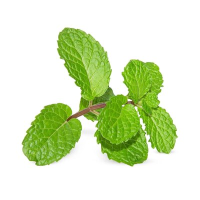 Menthe poivrée