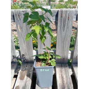 Framboisier remontant zeva 1.5l