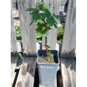 Framboisier fallgold 1.5l