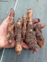 Hélianthis 5 tubercules