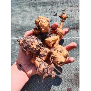 Topinambour 7 tubercules
