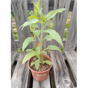 Topinambour patate 1l