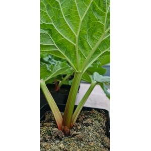 Rhubarbe 'victoria' - bio (2.5l)