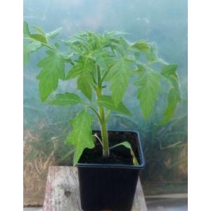 Tomate cocktail blush