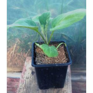 Aubergine violette de toulouse