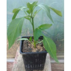 Poivron yolo wonder (carré rouge)