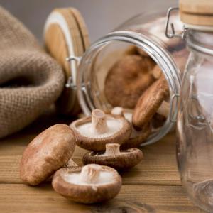 Lentin du chêne (shii také )