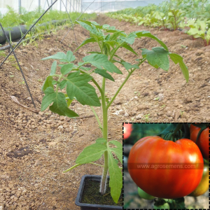 Tomate ancienne joie de la table
