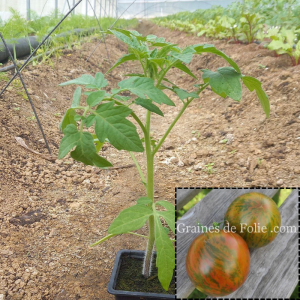 Tomate ancienne surpriz