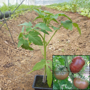 Tomate ancienne noir de crimée