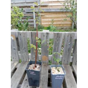 Ronce sans épine thornless evergreen 1.5l