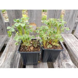 Oca du pérou - 0.5 l