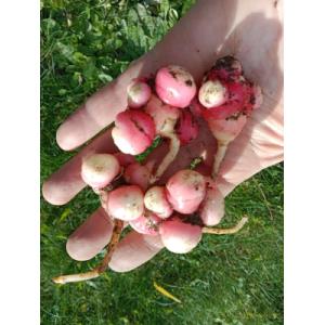 Oca du pérou - 5 tubercules