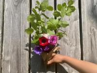 Fleurs - anémones et feuillage