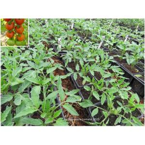 Plant tomate cerise - tigrella bicolore