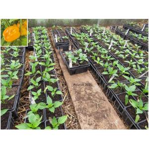 Plant poivron - carre d'asti