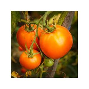 Plant tomate - kaki coing