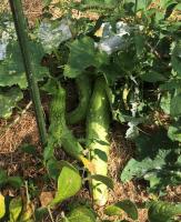 Concombre vert buissonnant(plant)
