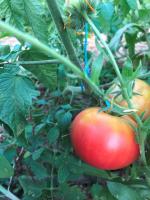 Tomate grégory rose altaï (plant)