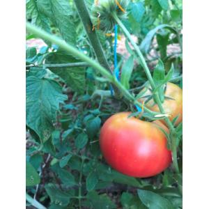 Tomate rose (plant)