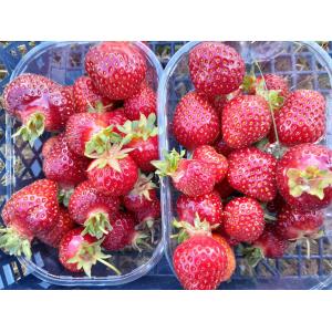 🌞fraises bio🍓