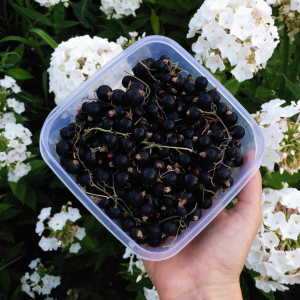 Cassis noirs