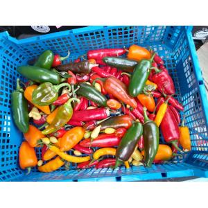 Piments frais forts