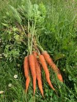 🥕 botte de carottes bio