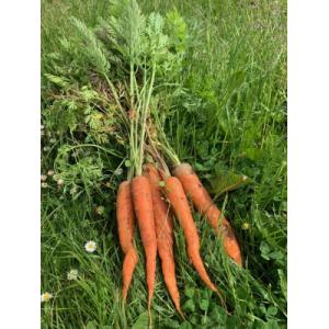 🥕 botte de carottes bio