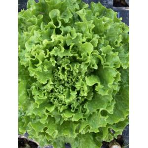 🥗 1 salade feuilles de chêne verte bio