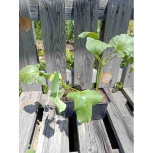 Haricot d'espagne 'orteil de prêcheur'