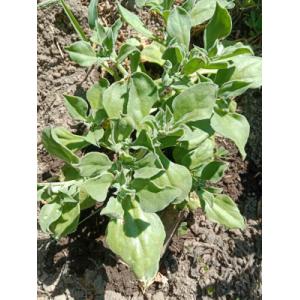 Ficoïde glaciale 1l