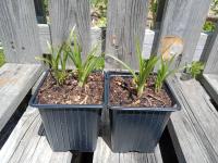 Souchet comestible - 0.5l