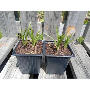 Souchet comestible 8 cm